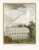 Buffon Bird 1766 Le Lagopede - Panteek Antique Prints