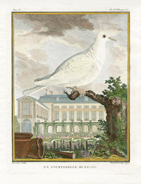 Buffon Bird 1766 Le Lagopede - Panteek Antique Prints