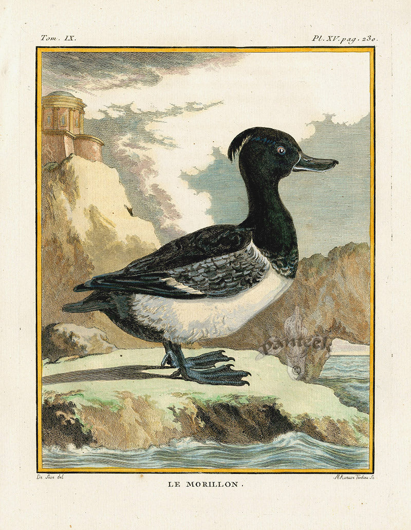 Buffon Bird 1766 Morillion