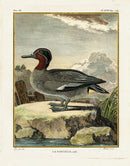 Buffon Bird 1766 Sarcelle - Panteek Antique Prints