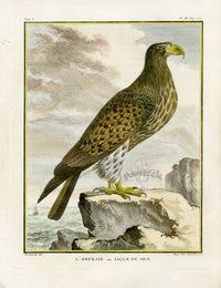 Buffon Bird 1766 Sea Eagle - Panteek Antique Prints