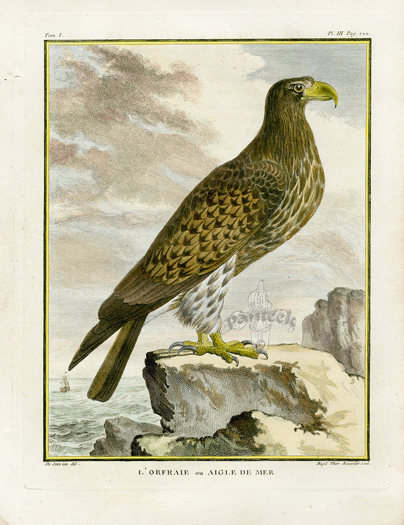 Buffon Bird 1766 Sea Eagle