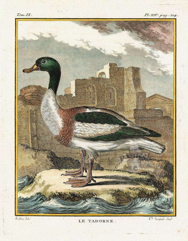 Buffon Bird 1766 Tadorne