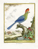 Buffon Bird 1766 Touraco Bird - Panteek Antique Prints