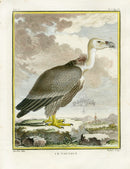 Buffon Bird 1766 Vulture - Panteek Antique Prints
