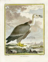 Buffon Bird 1766 Vulture - Panteek Antique Prints