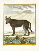 Buffon Histoire Naturelle 1766 Antique Engraving Black Wolf - Panteek Antique Prints