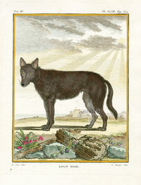 Buffon Histoire Naturelle 1766 Antique Engraving Black Wolf - Panteek Antique Prints