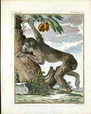 Buffon Histoire Naturelle 1766 Antique Engraving Brown Monkey - Panteek Antique Prints