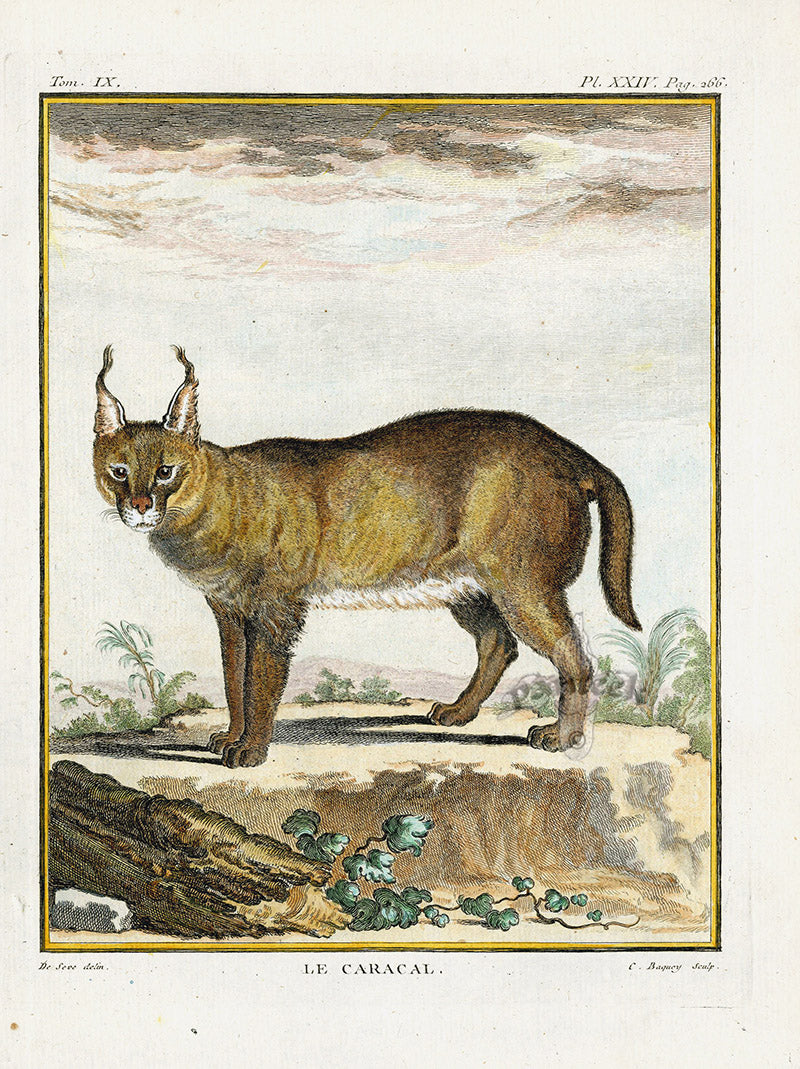 Buffon Histoire Naturelle 1766 Antique Engraving Caracal