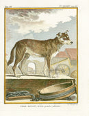 Buffon Histoire Naturelle 1766 Antique Engraving Chien-Mulet - Panteek Antique Prints