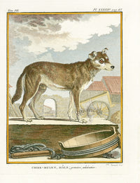 Buffon Histoire Naturelle 1766 Antique Engraving Chien-Mulet - Panteek Antique Prints