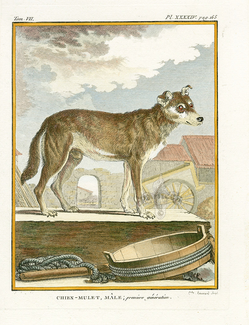 Buffon Histoire Naturelle 1766 Antique Engraving Chien-Mulet