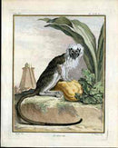 Buffon Histoire Naturelle 1766 Antique Engraving Cotton-top Tamarin - Panteek Antique Prints