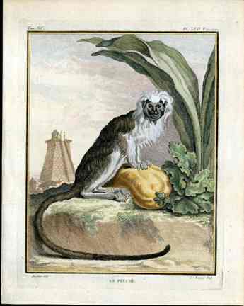 Buffon Histoire Naturelle 1766 Antique Engraving Cotton-top Tamarin