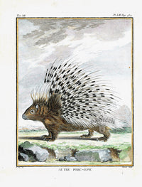 Buffon Histoire Naturelle 1766 Antique Engraving Crested Porcupine - Panteek Antique Prints