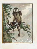 Buffon Histoire Naturelle 1766 Antique Engraving Douc Ape - Panteek Antique Prints
