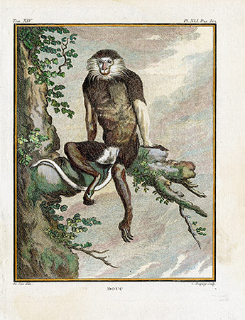 Buffon Histoire Naturelle 1766 Antique Engraving Douc Ape