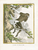 Buffon Histoire Naturelle 1766 Antique Engraving Douc Langur - Panteek Antique Prints