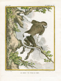 Buffon Histoire Naturelle 1766 Antique Engraving Douc Langur - Panteek Antique Prints