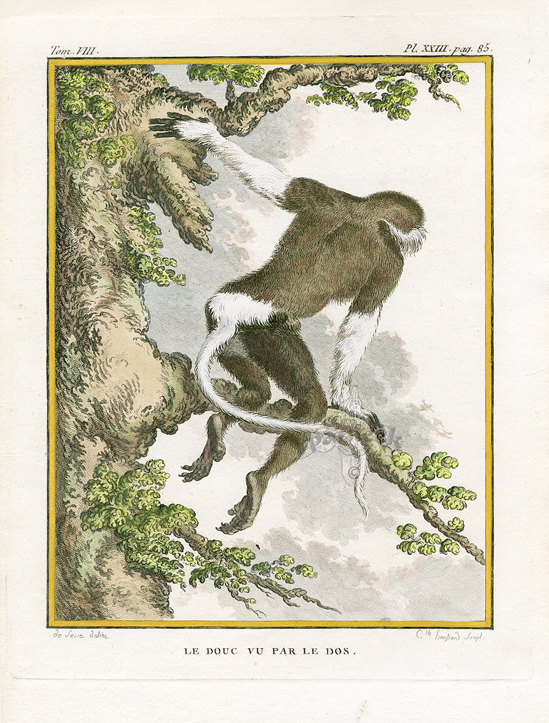 Buffon Histoire Naturelle 1766 Antique Engraving Douc Langur