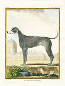 Buffon Histoire Naturelle 1766 Antique Engraving Great Dane - Panteek Antique Prints