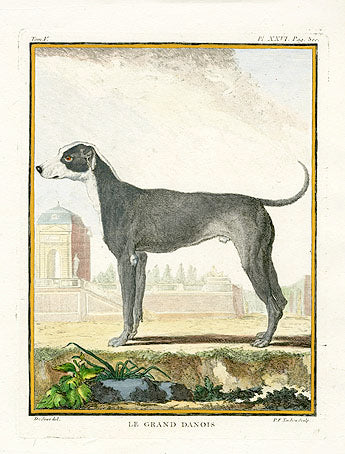 Buffon Histoire Naturelle 1766 Antique Engraving Great Dane