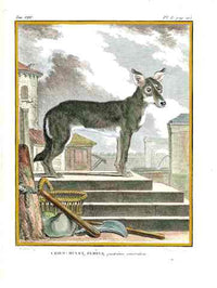 Buffon Histoire Naturelle 1766 Antique Engraving Grey Mulet Dog - Panteek Antique Prints