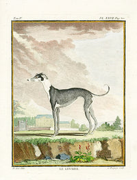 Buffon Histoire Naturelle 1766 Antique Engraving Greyhound - Panteek Antique Prints