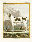 Buffon Histoire Naturelle 1766 Antique Engraving Hound Dog - Panteek Antique Prints