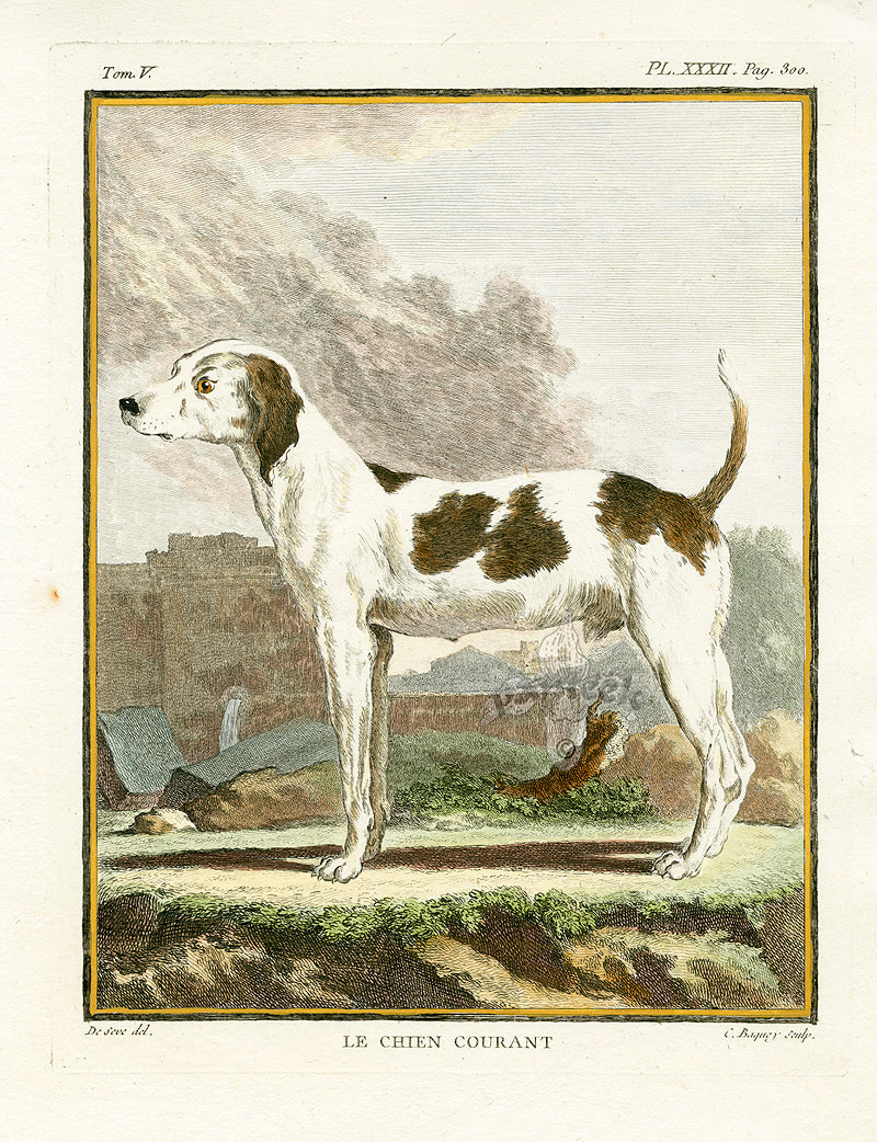 Buffon Histoire Naturelle 1766 Antique Engraving Hound Dog