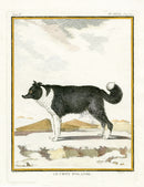 Buffon Histoire Naturelle 1766 Antique Engraving Icelandic Dog - Panteek Antique Prints
