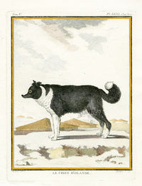 Buffon Histoire Naturelle 1766 Antique Engraving Icelandic Dog - Panteek Antique Prints