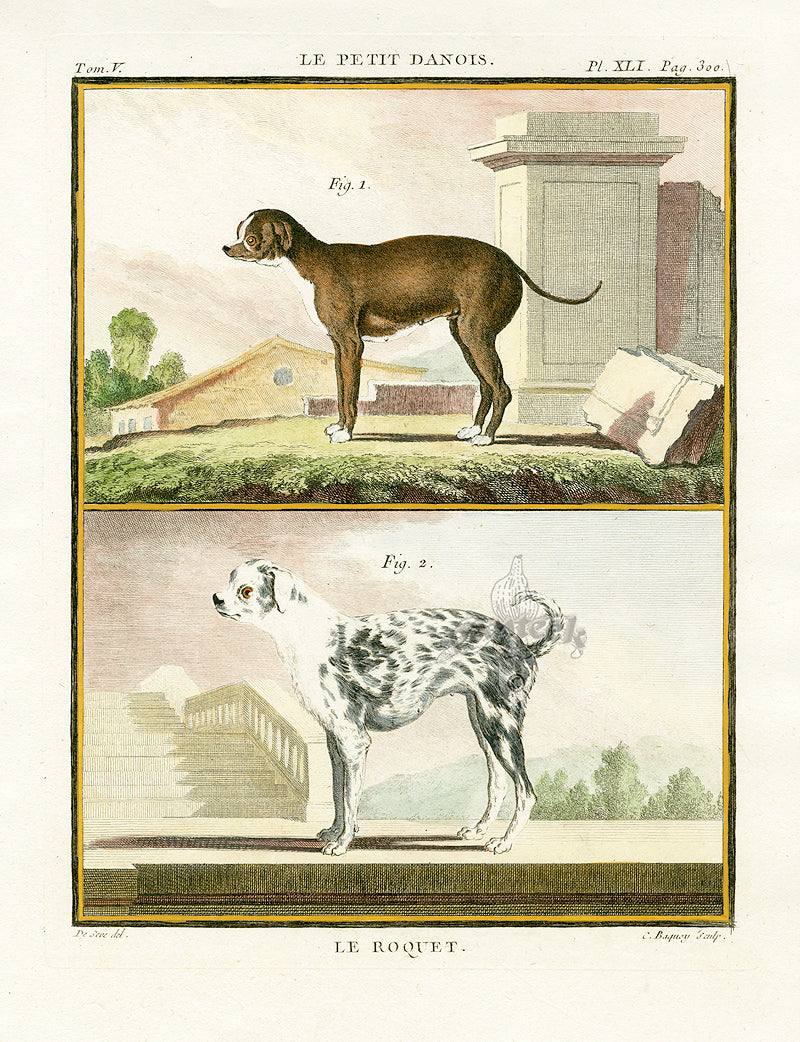 Buffon Histoire Naturelle 1766 Antique Engraving Little Dane, Pug Dog