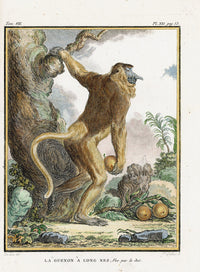 Buffon Histoire Naturelle 1766 Antique Engraving Long-Nosed Monkey - Panteek Antique Prints