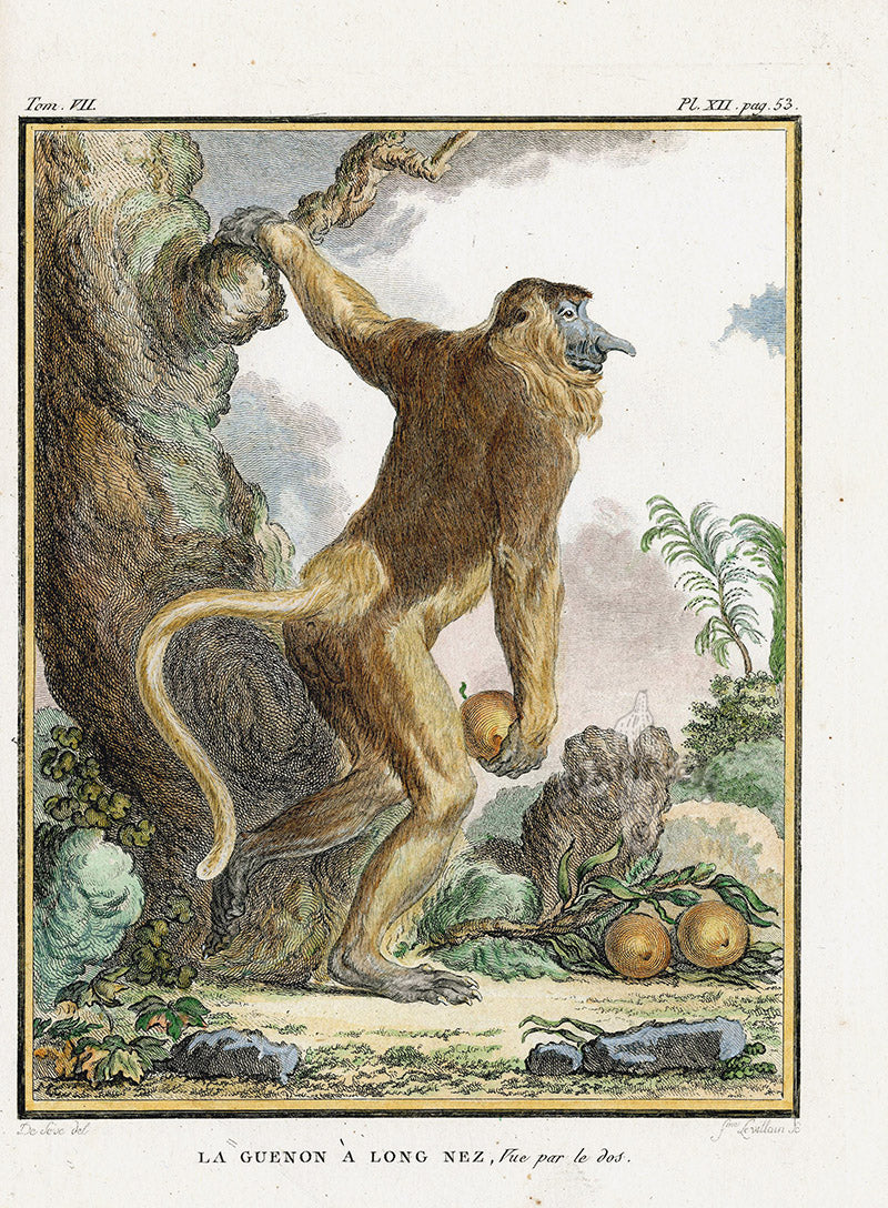 Buffon Histoire Naturelle 1766 Antique Engraving Long-Nosed Monkey