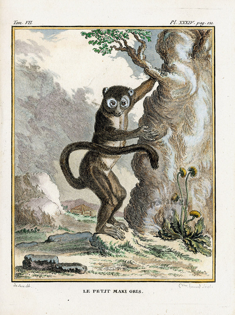 Buffon Histoire Naturelle 1766 Antique Engraving Maki Lemur