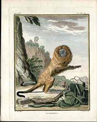 Buffon Histoire Naturelle 1766 Antique Engraving Marikina - Panteek Antique Prints