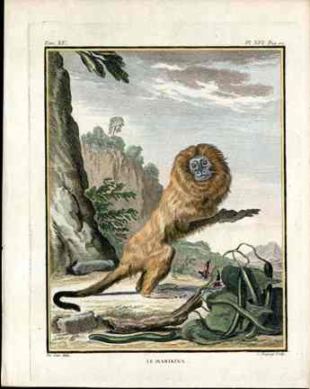 Buffon Histoire Naturelle 1766 Antique Engraving Marikina