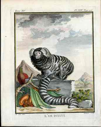 Buffon Histoire Naturelle 1766 Antique Engraving Marmoset