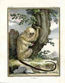 Buffon Histoire Naturelle 1766 Antique Engraving Mico - Panteek Antique Prints