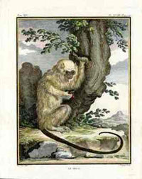 Buffon Histoire Naturelle 1766 Antique Engraving Mico - Panteek Antique Prints