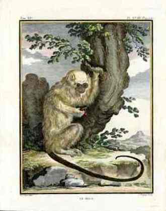 Buffon Histoire Naturelle 1766 Antique Engraving Mico