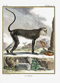 Buffon Histoire Naturelle 1766 Antique Engraving Mona Monkey - Panteek Antique Prints