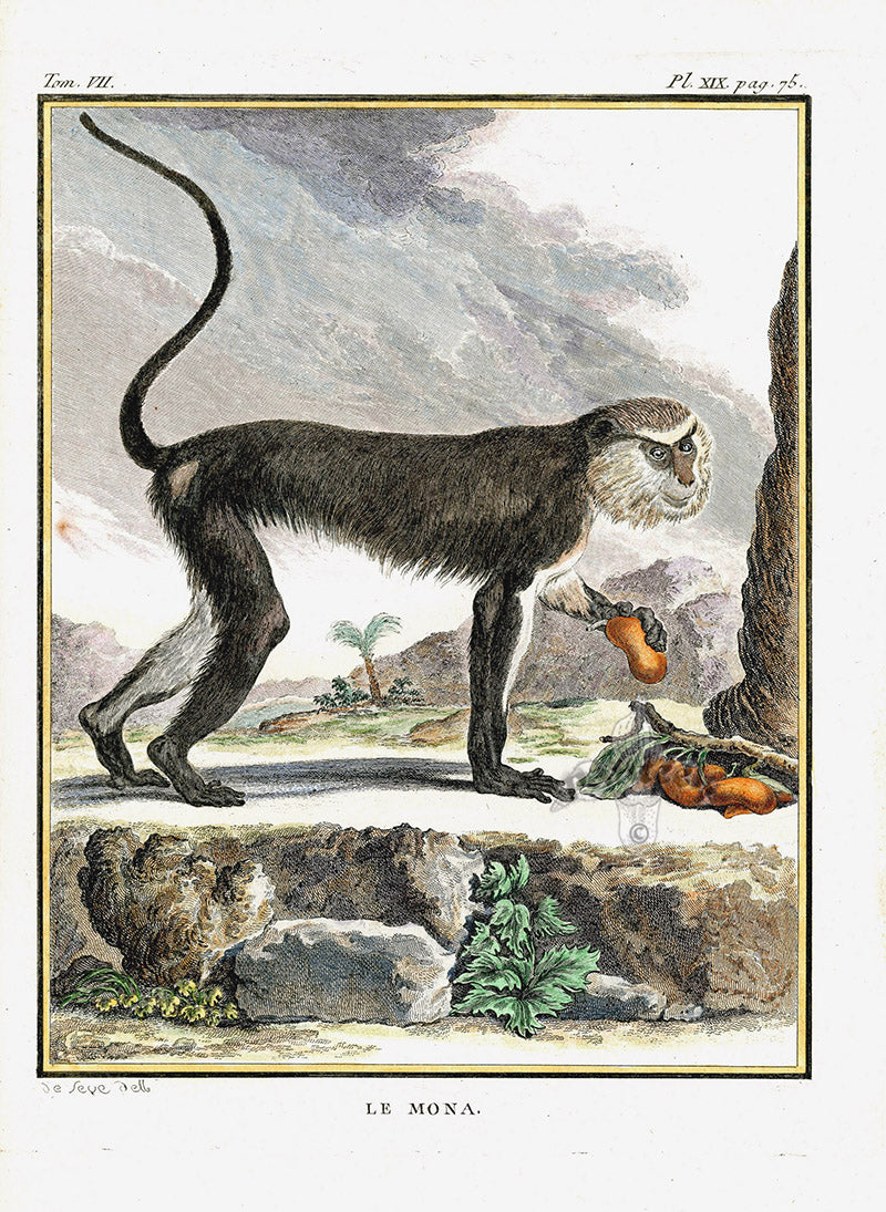Buffon Histoire Naturelle 1766 Antique Engraving Mona Monkey