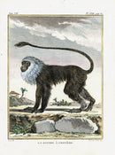 Buffon Histoire Naturelle 1766 Antique Engraving Monkey - Panteek Antique Prints