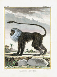 Buffon Histoire Naturelle 1766 Antique Engraving Monkey - Panteek Antique Prints