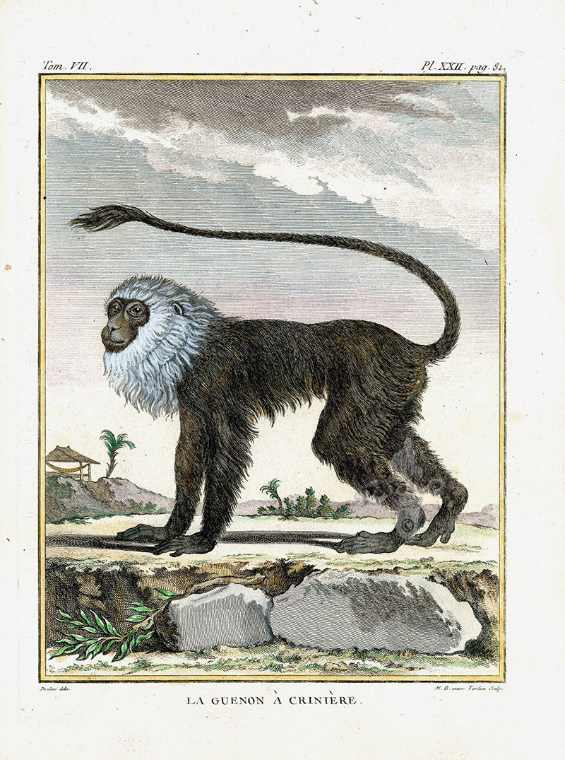 Buffon Histoire Naturelle 1766 Antique Engraving Monkey