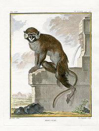 Buffon Histoire Naturelle 1766 Antique Engraving Moustac - Panteek Antique Prints