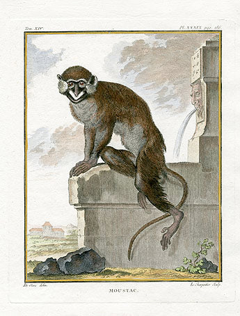 Buffon Histoire Naturelle 1766 Antique Engraving Moustac